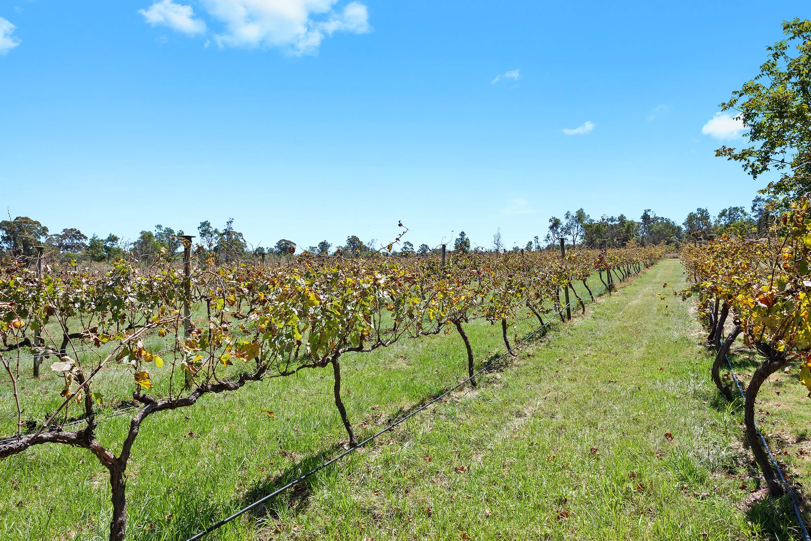 Ravenscroft  vineyards